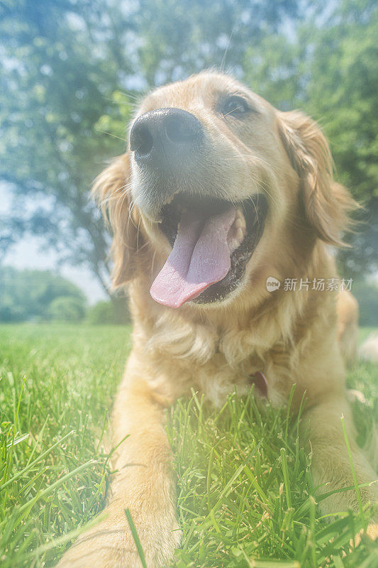 一只可爱的金毛猎犬模糊了镜头- 5岁